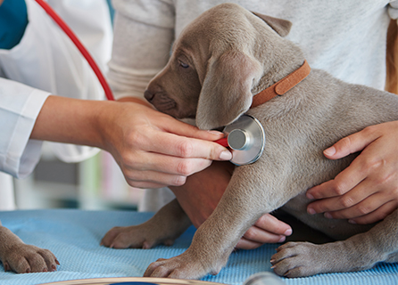 Care Veteriner Klinigi Veteriner Hekim Ismail Semin Care Veteriner Klinik Tuzla Istanbul